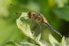 360163 – Photo : Franck Pion – France (78)